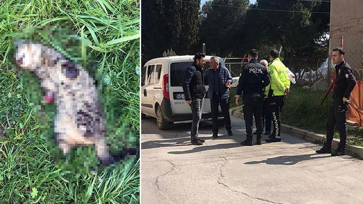 Turgutlu'da bir kedi daha bacakları kesilmiş olarak ölü bulundu