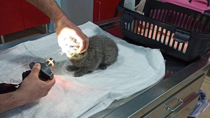 Kediyi duvara fırlatarak öldüren sanık için duruşmaya 'zorla getirilme' kararı