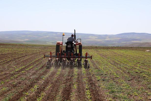 Türkşeker pancar avans fiyatını artırdı
