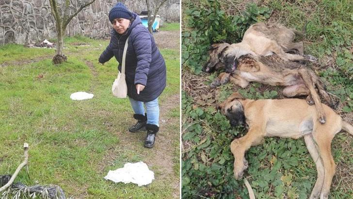 Tavuk yiyen 5 köpeğin ölümüne soruşturma