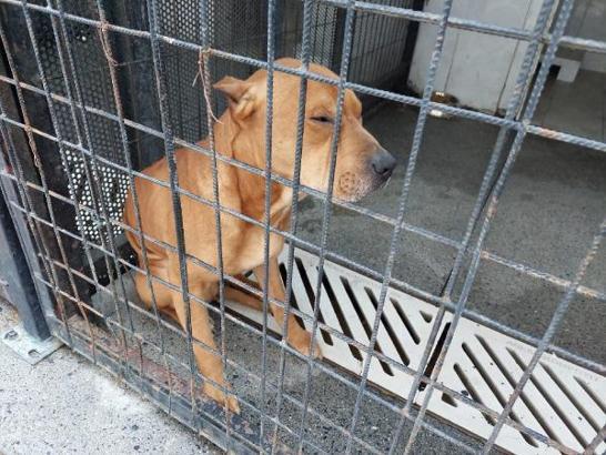 Güngören’de gence saldıran pitbull sahibinden alınarak barınağa getirildi