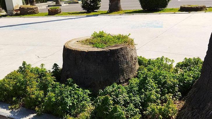 İzmir'de Kültürpark'taki kuruyan 72 palmiye ağacı kesildi