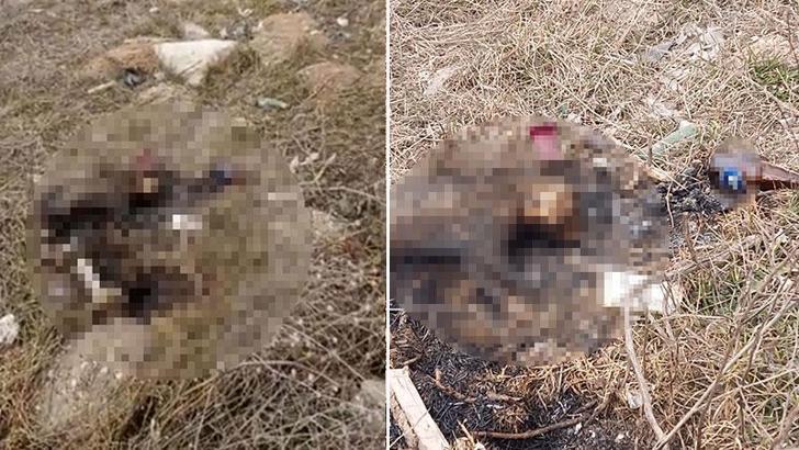 Eskişehir'de bir kedi yakılarak öldürüldü