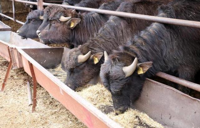 Geni geliştirilen mandaların et ve süt verimi arttı