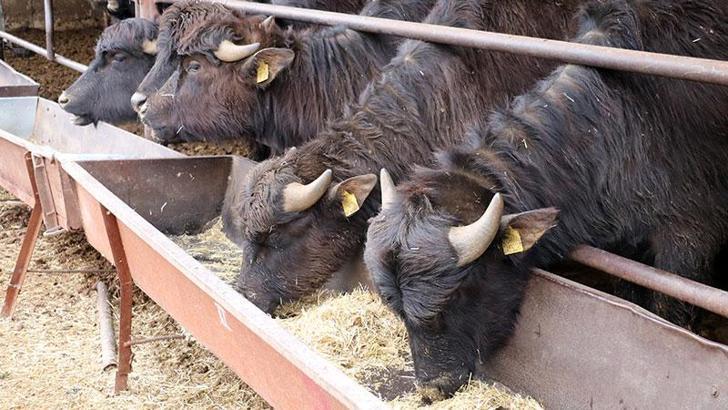 Geni geliştirilen mandaların et ve süt verimi arttı