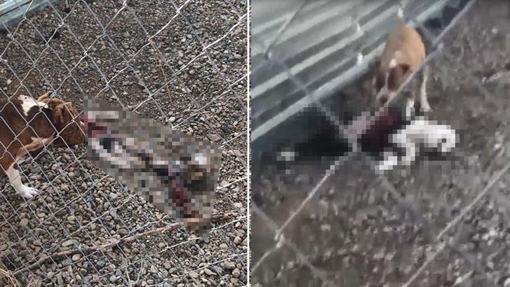 Bakım merkezinde köpeklerin açlıktan birbirini parçaladığı iddiasına soruşturma