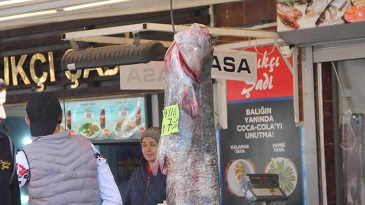 Balıkçının ağına, 40 kiloluk yayın balığı takıldı