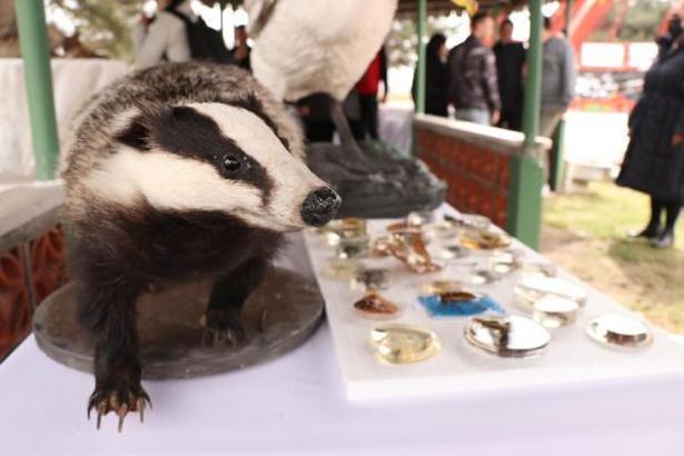 Edirne'de inşası süren 'Doğa ve Böcek Müzesi' tanıtıldı