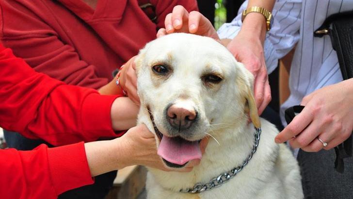 TSK'nın bomba arama köpeği Afi öğrencilerin 'can dostu' oldu