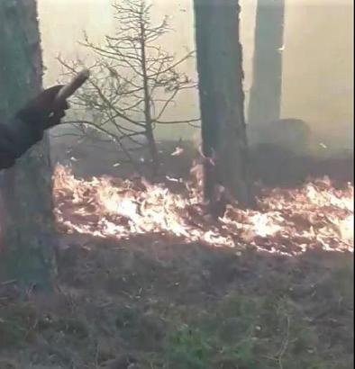 Balıkesir'de orman yangını