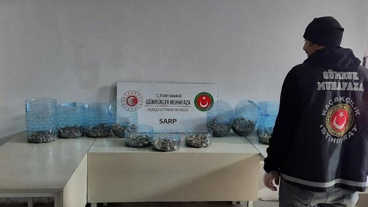 Sarp Sınır Kapısı'nda 1100 su kaplumbağası ele geçirildi