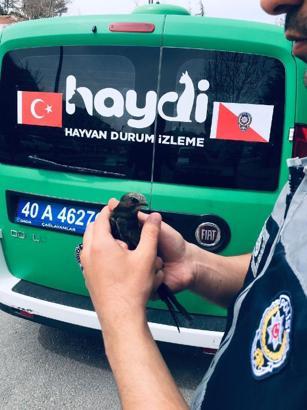 Tedavi edilen ebabil kuşu doğaya bırakıldı
