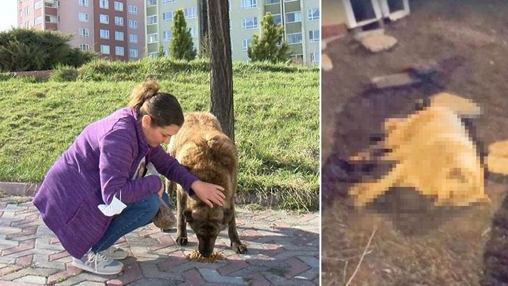 Köpeklerin zehirli etle öldürülmesine tepki