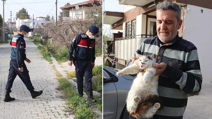 Denizli'de 20 kedi ve köpek ölü bulundu, zehirlenen 1 kedi son anda kurtarıldı