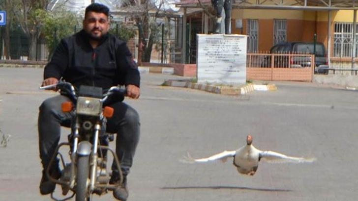 The goose he bought for dinner became his best friend