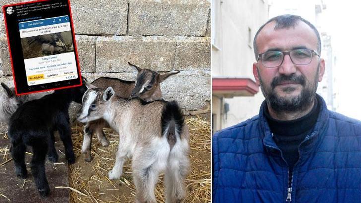Cüce keçisini internetten satmak isterken 'hayvan tacizcisi' oldu