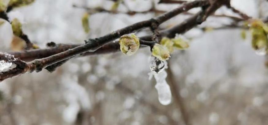 Fındıkta 'zirai don' zarar tespiti başladı