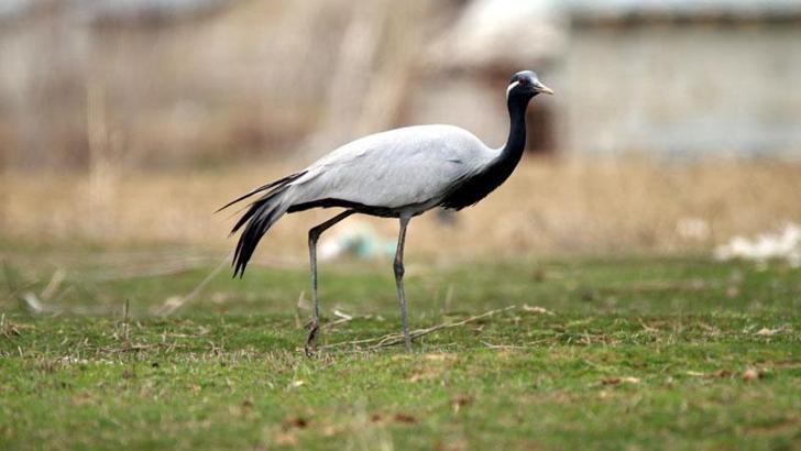 Van Gölü Havzası'nda 2 telli turna görüntülendi