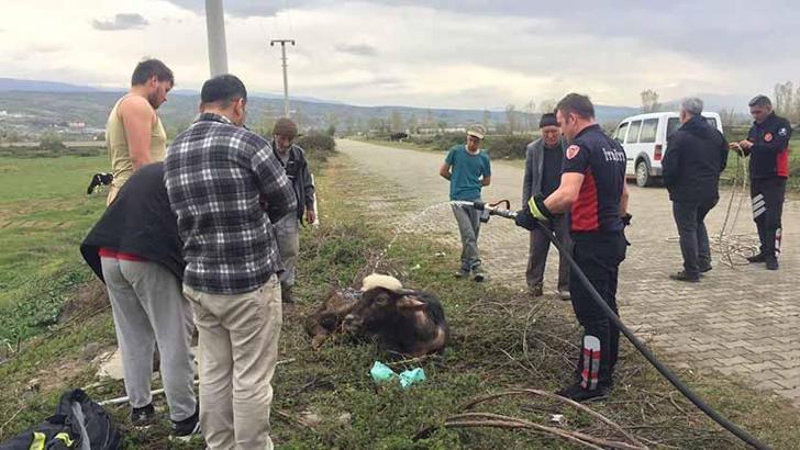 Rögara düşen yavru mandayı itfaiye kurtardı