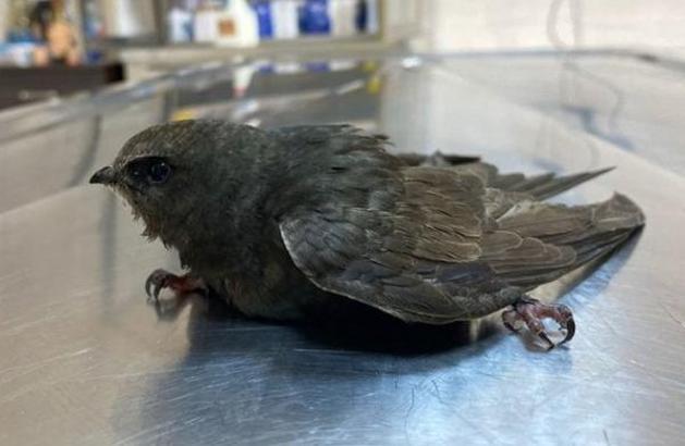 Yorgun düşen ebabil kuşu tedaviye alındı