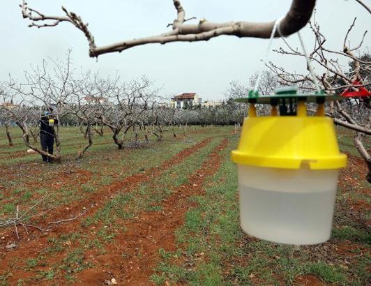 Zararlı böceklere karşı kurulan tuzaklarla, fıstıkta verim artırılacak