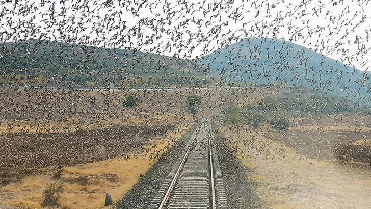 Raylar üzerindeki sığırcık sürüsünü fotoğrafladı