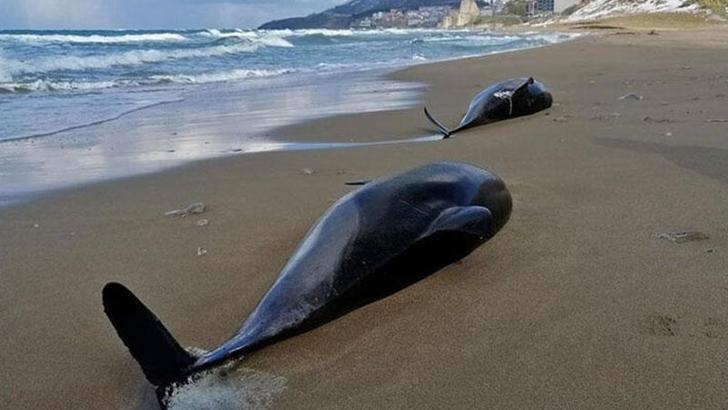 TÜDAV: Savaş Karadeniz'de biyo-çeşitlilik, gıda ve çevre güvenliğini tehdit ediyor