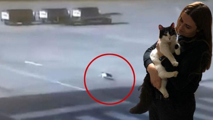 Havalimanında kaybolan kedi 'Aslan'ı, polis buldu