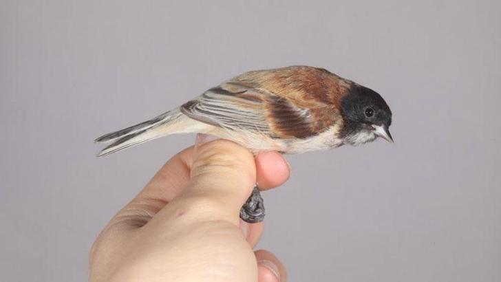 'Karabaşlı çulha' Türkiye'de ilk kez görüldü