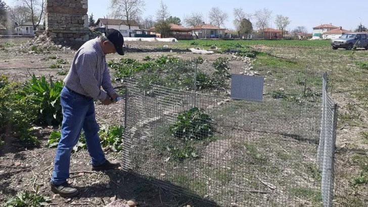 Bahçede bulunan kırmızı orman karıncası yuvası, korumaya alındı