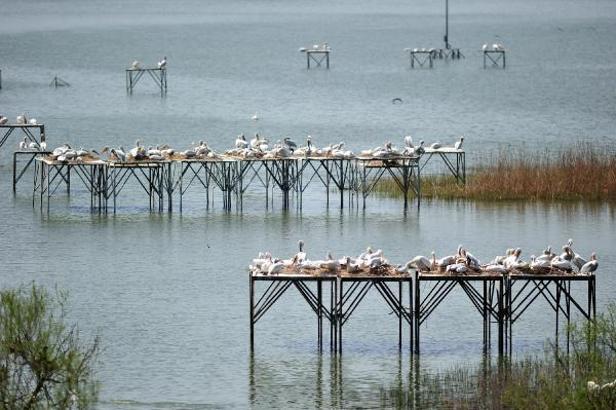 Manyas Kuş Cenneti'nde, kuluçka heyecanı