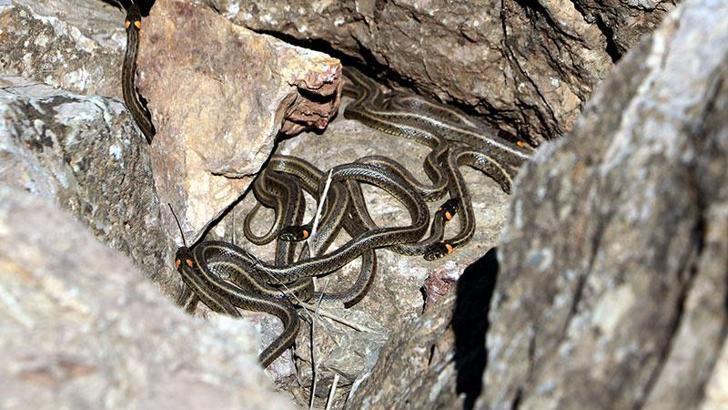 Sürü halindeki yılanları görüntülediler