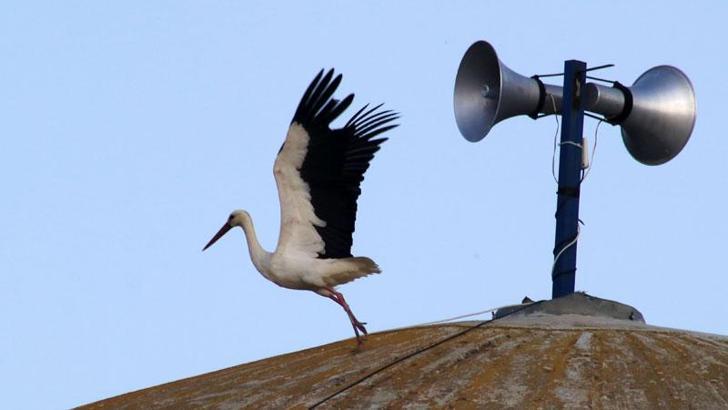 Yarıköy'ün misafiri leylekler geldi