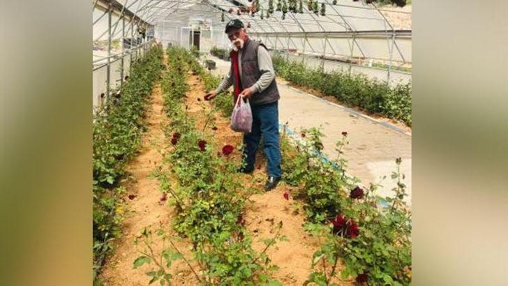 Dünyada sadece Halfeti’de yetişen karagülün suyu ihraç edilmeye başlandı