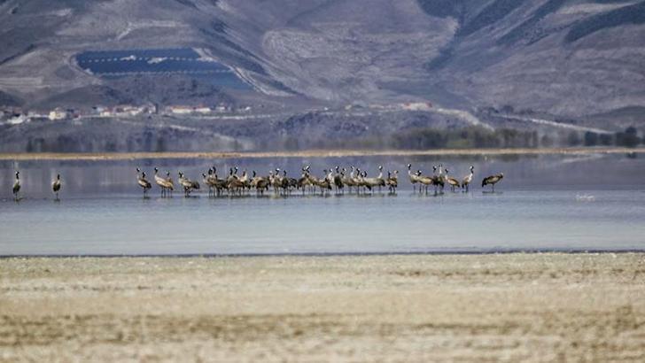 Turnalar Sultan Sazlığı Milli Parkı'nda