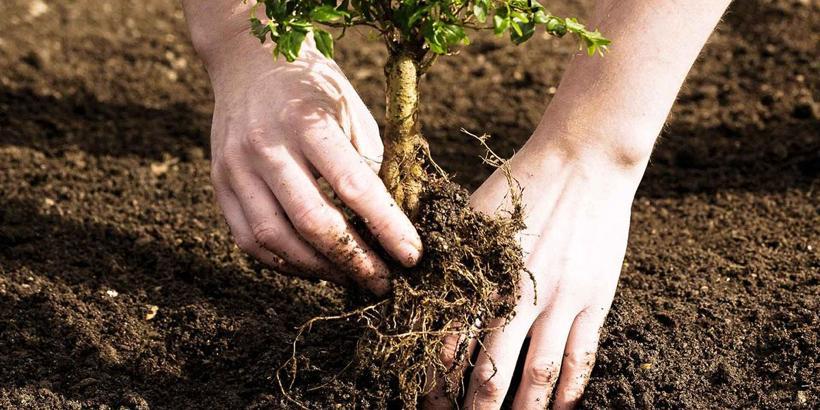 Sosyal medyanın ünlü isimlerinden 1400 adet fidan bağışı