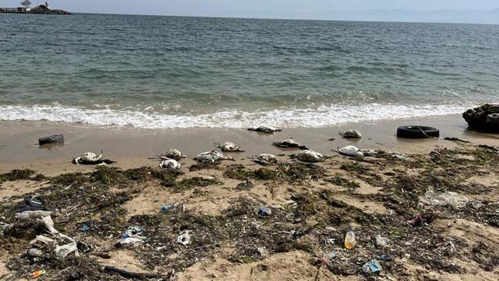 Sinop sahilinde yine kara gerdanlı dalgıç ölümleri