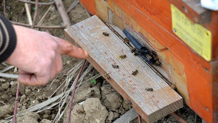 Arı ölümlerini azaltmak için zirai ilaçlamada toksik etki tablosu hazırlandı