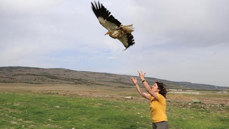 Eskişehir'de yakalanan küçük akbabaya uydu vericisi takıldı