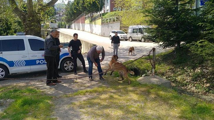 Sahilde bisikletlilere saldıran Belçika kurdu köpek barınağa götürüldü