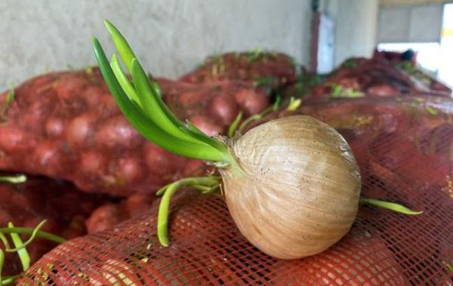 Filizlenmiş soğan ve patatesler, toprakla buluşturulacak
