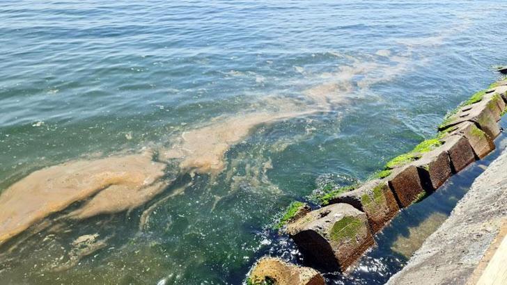 Tekirdağ kıyılarında plankton kirliliği
