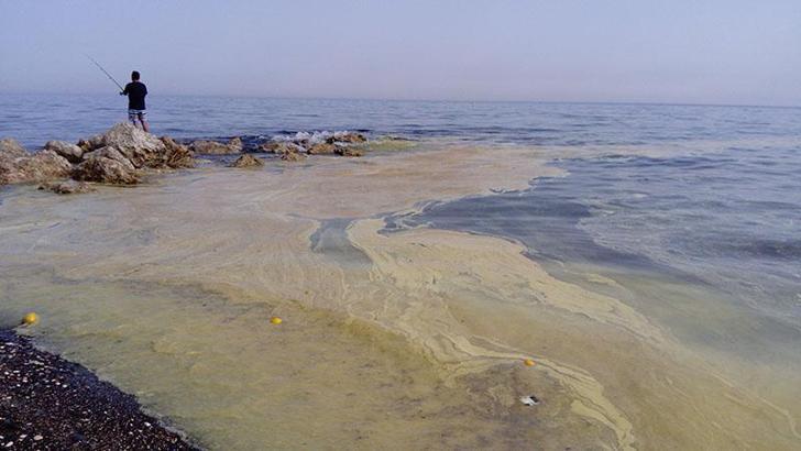 Mersin'de arı ölümleri; denizde sarı polen tabakası oluştu