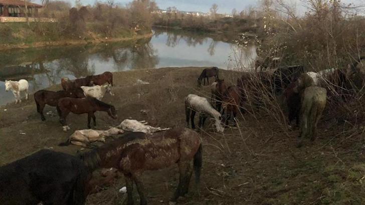 Kesilmekten kurtarılan at ve eşekler sahiplendirildi