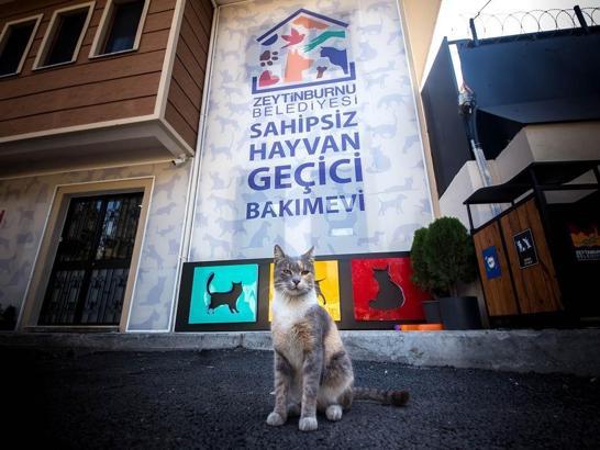 Zeytinburnu Sahipsiz Hayvan Geçici Bakımevi’nde 350 sokak hayvanı sahiplendirildi