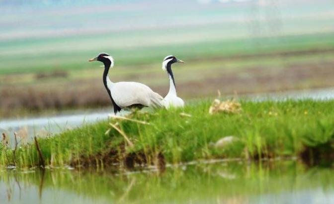 Nesli tehlike altındaki telli turna çifti, aynı yerde yuvalandı