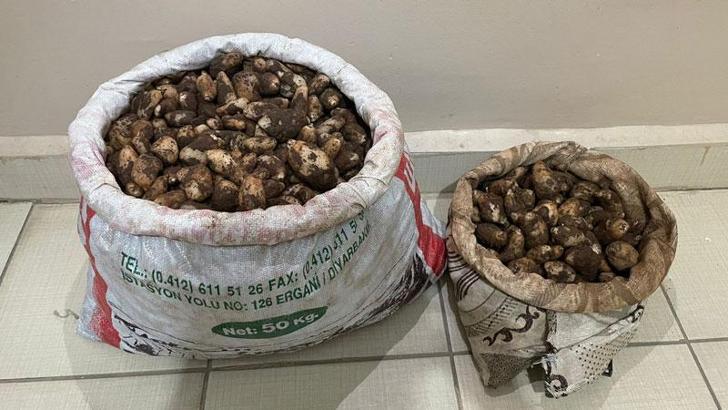 Elazığ'da salep soğanı toplayan 4 kişiye 436 bin TL ceza
