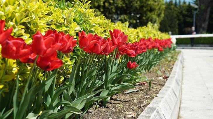 Kağıthane'de lale mevsimi başladı