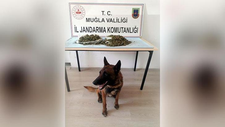 Yolcu otobüsüyle uyuşturucu sevkiyatı 'Kont'a takıldı