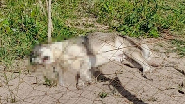 Dikili'de 5 köpeği zehirli sosisle öldürdüler